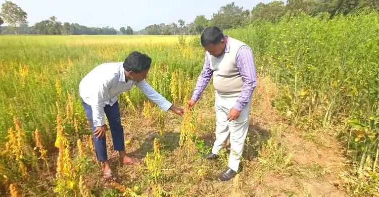 মহম্মদপুরে কৃষিতে নতুন চমক: ভিয়েতনামি সরিষা ও সুপার ফুড কিনোয়া চাষে তামজিদের সাফল্য।