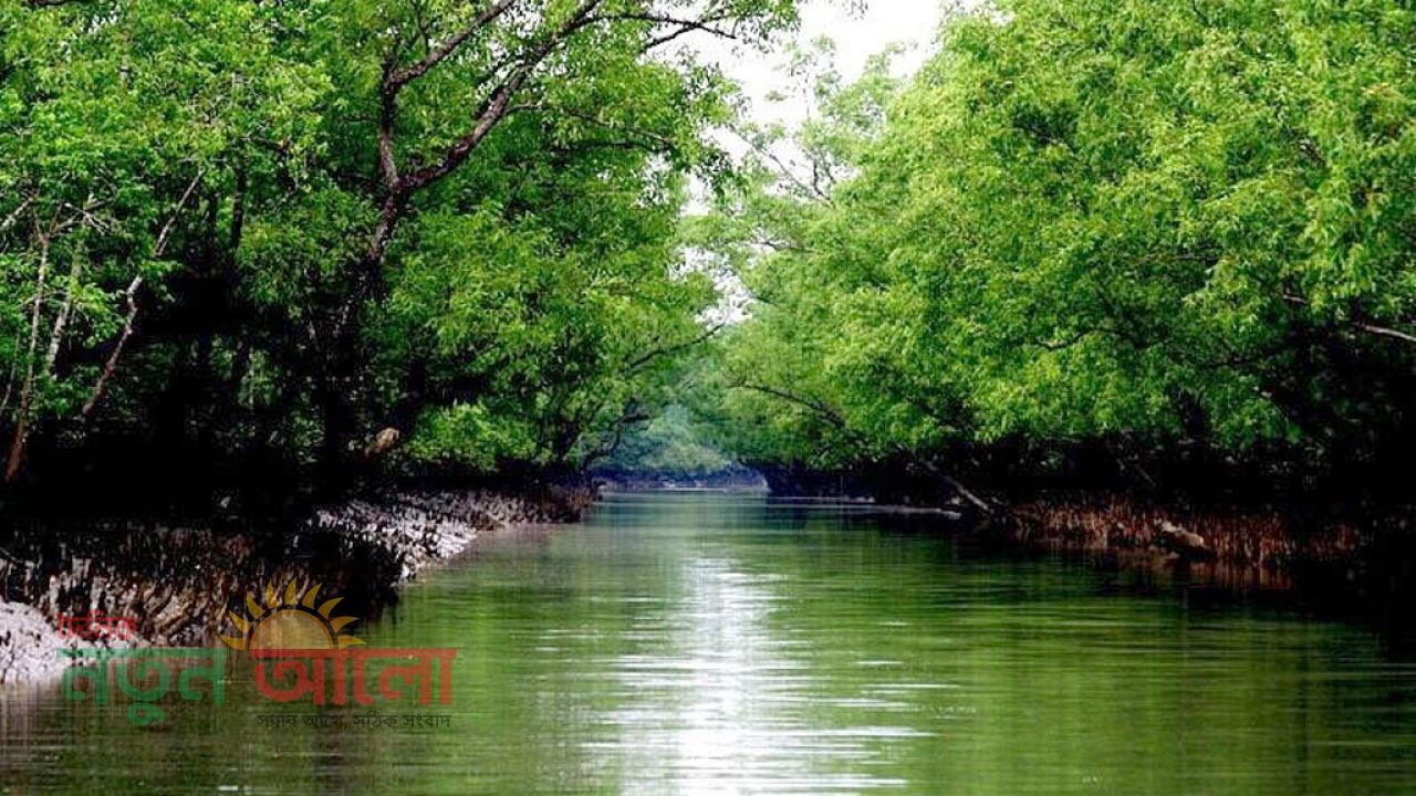 সুন্দরবনে শুরু হচ্ছে মধু আহরণ: বনদস্যু আতঙ্কের মাঝেও জীবিকার লড়াইয়ে মৌয়ালরা