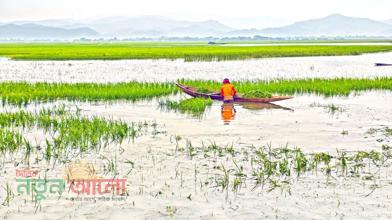 সুনামগঞ্জে টানা বৃষ্টিতে ডুবছে হাজারো কৃষকের স্বপ্ন: তলিয়ে গেছে অর্ধশতাধিক হাওরের কাঁচা ধান