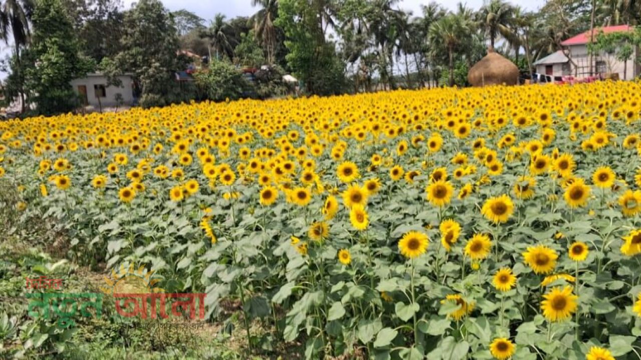 হলুদ প্রান্তরে কৃষকের হাসি: চরফ্যাশনে সূর্যমুখী চাষে নতুন সম্ভাবনা
