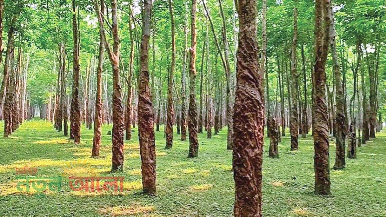 ঢাকার কাছেই রাবার বন আর বানরের লুকোচুরি: ঘুরে আসুন ময়নসিংহের সন্তোষপুর