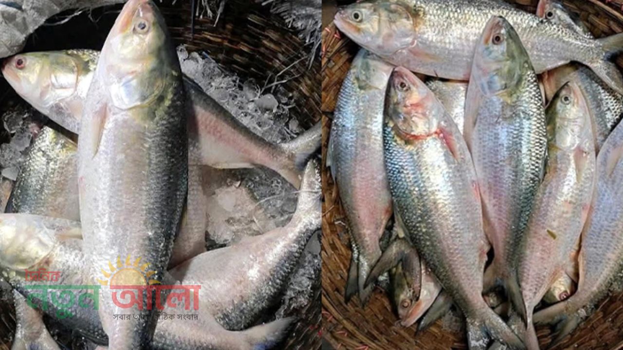 সিন্ডিকেটের কারসাজি: নববর্ষে ইলিশ এখন বিলাসিতা!