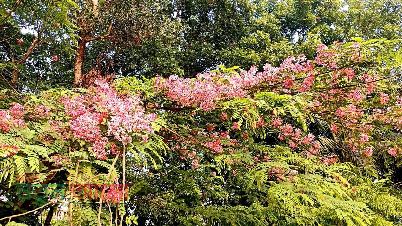 কুমিল্লার ব্রাহ্মণপাড়ায় সৌন্দর্য ছড়াচ্ছে দুর্লভ লাল সোনাইল: মুগ্ধ ফুলপ্রেমীরা