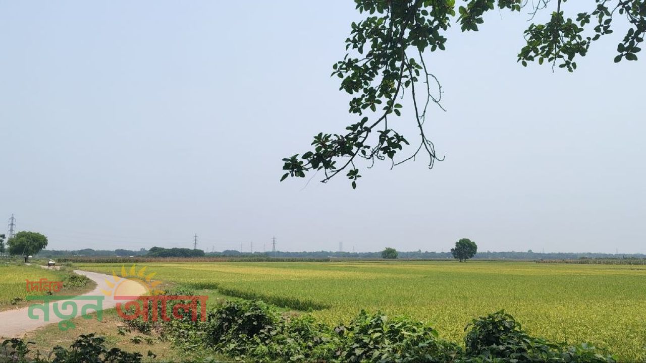 সবুজ মাঠ এখন সোনালি রঙে রঙিন: হাসি ফুটবে কি মুকসুদপুরের কৃষকের মুখে?