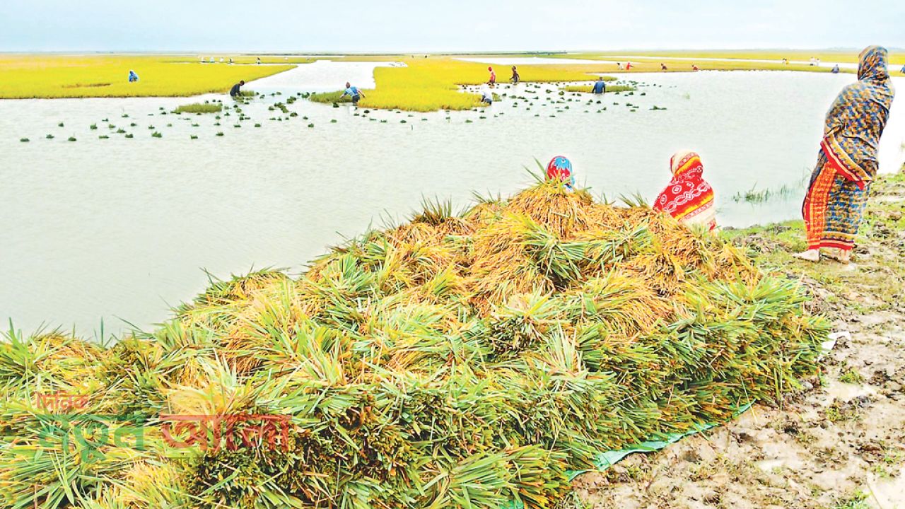 হাওরে কৃষকের হাহাকার: পাহাড়ি ঢল ও বৃষ্টিতে ডুবছে সোনালি স্বপ্ন