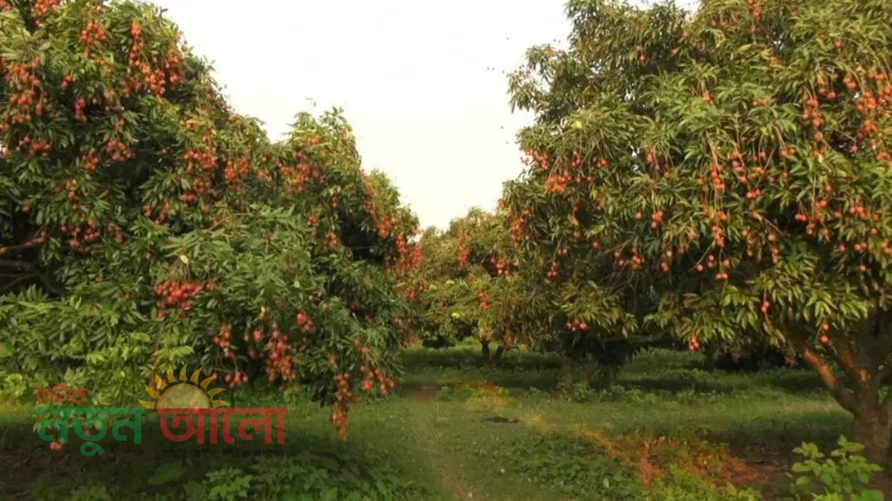ব্যতিক্রমী এক লিচু বাগান! টাকা ছাড়াই ইচ্ছেমতো লিচু খাওয়ার অবারিত সুযোগ পাবনায়