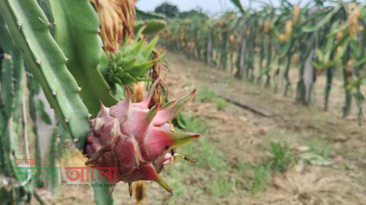 ২০ বিঘায় ড্রাগন চাষে ঠাকুরগাঁওয়ের আজিজুরের বাজিমাত, লক্ষ্য ৩০ লাখ টাকার ফল বিক্রি!