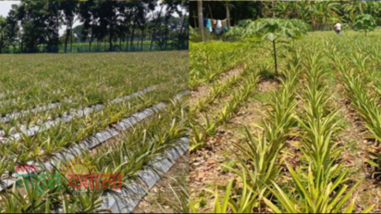 ফরিদপুরে কৃষিতে নতুন দিগন্ত: সালথায় প্রথমবারের মতো ৮ বিঘা জমিতে বাণিজ্যিকভাবে আনারস চাষ!