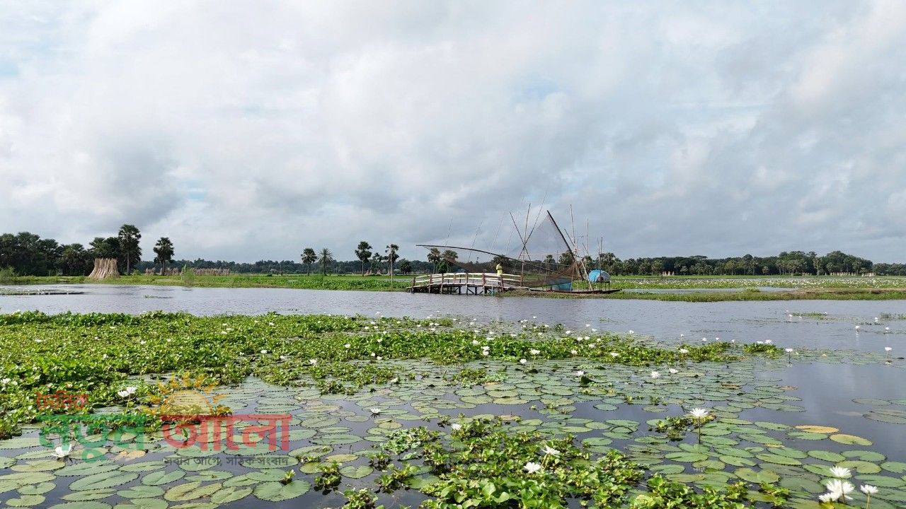 বর্ষার পরশে শ্বেতশুভ্র শাপলার চাদর: হাতছানি দিচ্ছে সালথার-আষাঢ়ে বিল