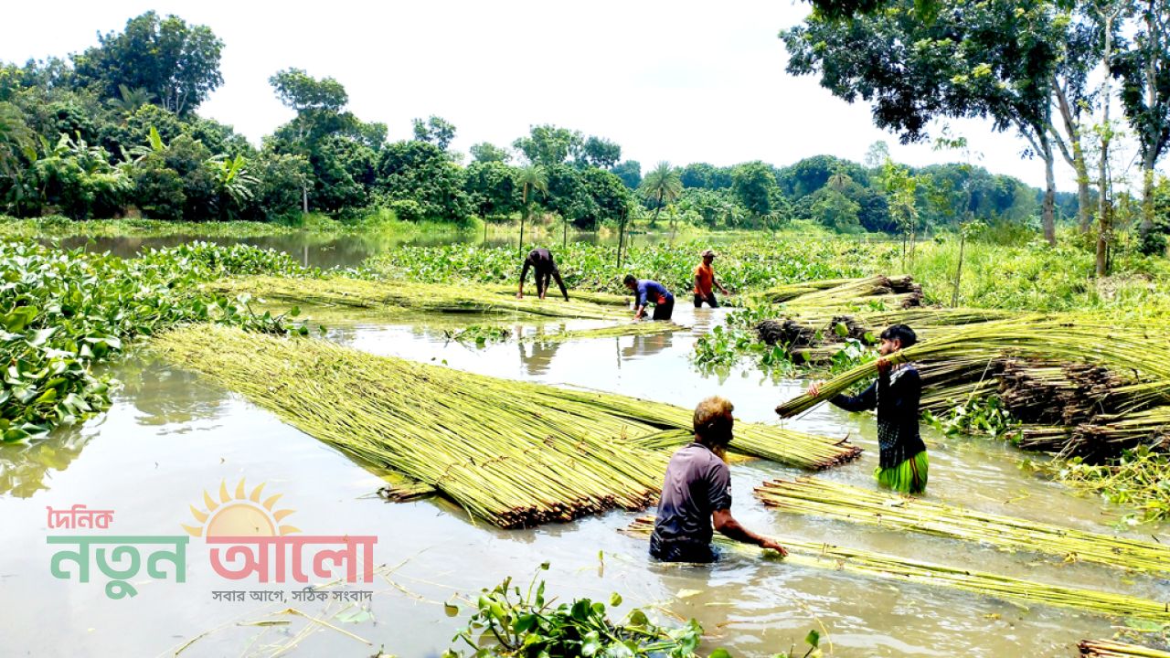 চাটমোহরে লক্ষ্যমাত্রার চেয়ে বেশি আবাদ: ফলন ও দামে হাসি পাটচাষিদের মুখে