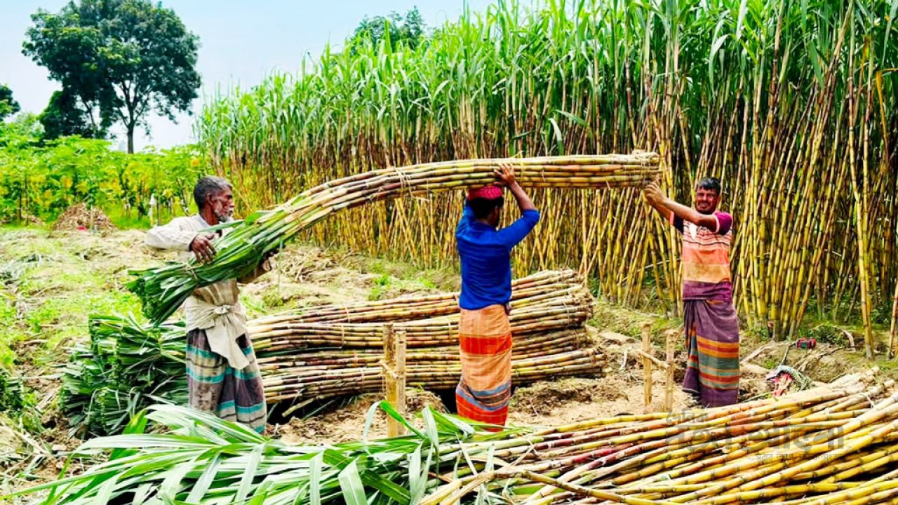 মানিকগঞ্জে আখ কাটার ধুম, ফলন ও দামে খুশি কৃষক