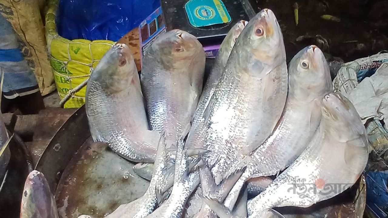 মেঘনায় জেলের জালে ধরা পড়ছে ইলিশ, খুচরা বাজারে দাম এখনও চড়া