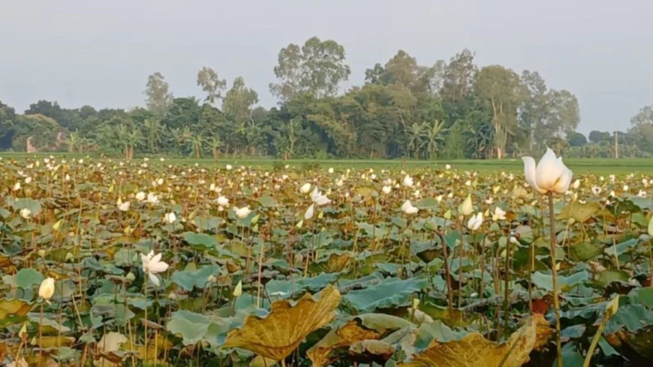 সাদা পদ্মের সুবাসে মুখরিত পীরগঞ্জের কালিযুগ বিল