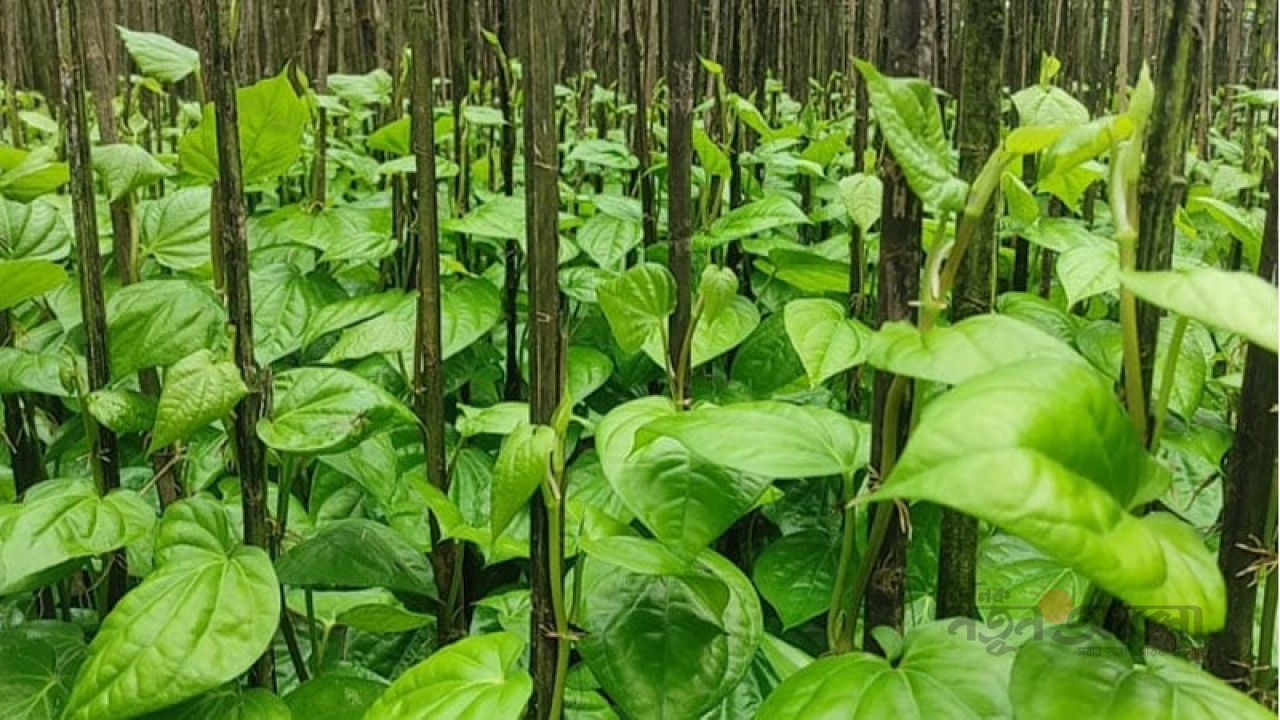 পান চুরি করে হাটে বিক্রি ঘিরে দুই গ্রামের রক্তক্ষয়ী সংঘর্ষ, আহত ১০