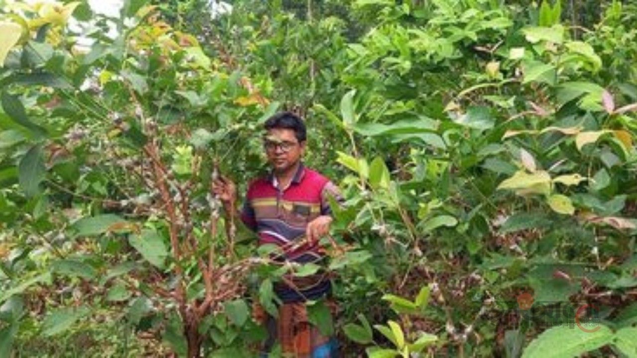 পাইকগাছার নার্সারিগুলোতে গুটি কলমের ব্যস্ততা, শ্রমসংকটে বাড়তি খরচের চাপ