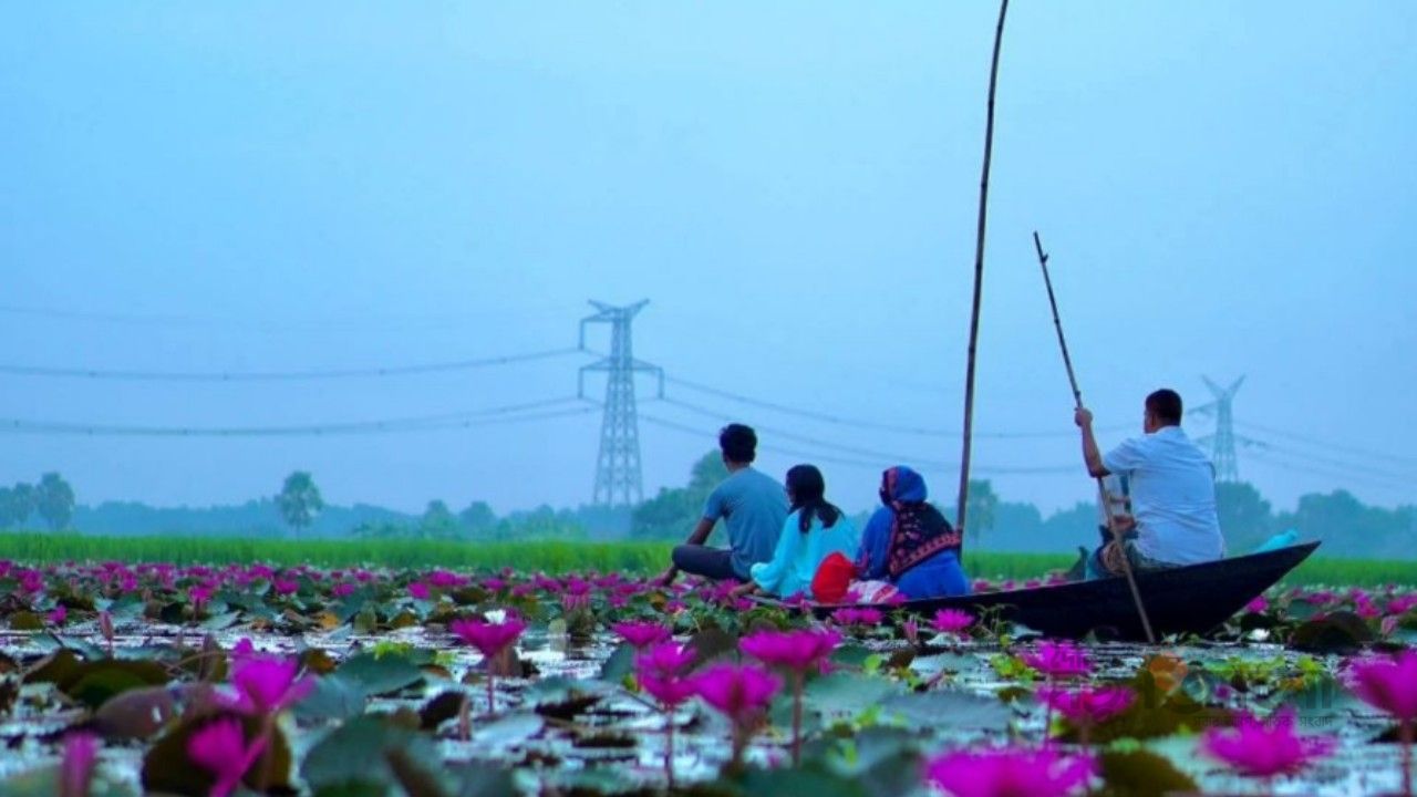 মধুখালীতে প্রকৃতির নকশিকাঁথা, পানির বুকে লাল শাপলার মেলা