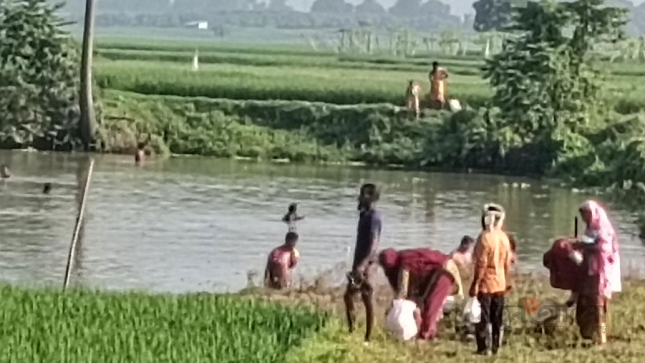চাঁপাইনবাবগঞ্জে পুকুরে বিষ দিয়ে সাড়ে ১৪ লাখ টাকার মাছ লুটের অভিযোগ
