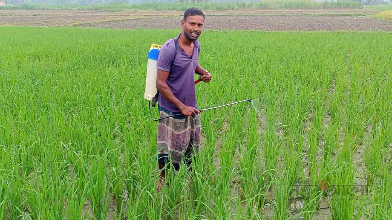 বাড়ে খরচের ধকল, মেলে না সমাধান: গাংনীতে আমন খেতে মাজরা ও গোড়া পচা রোগের হানা