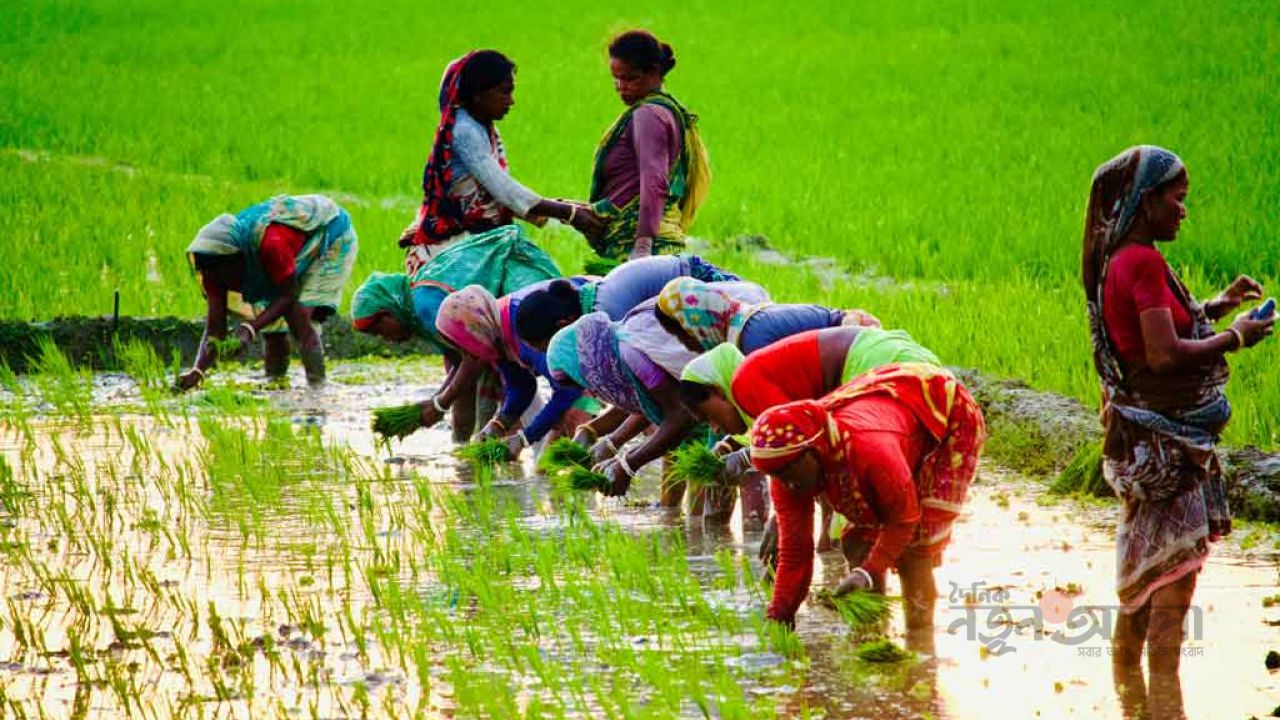 ভোরের আলোতেই মাঠে নামেন নারীরা, মিলছে পুরুষ শ্রমিকের অর্ধেক মজুরি