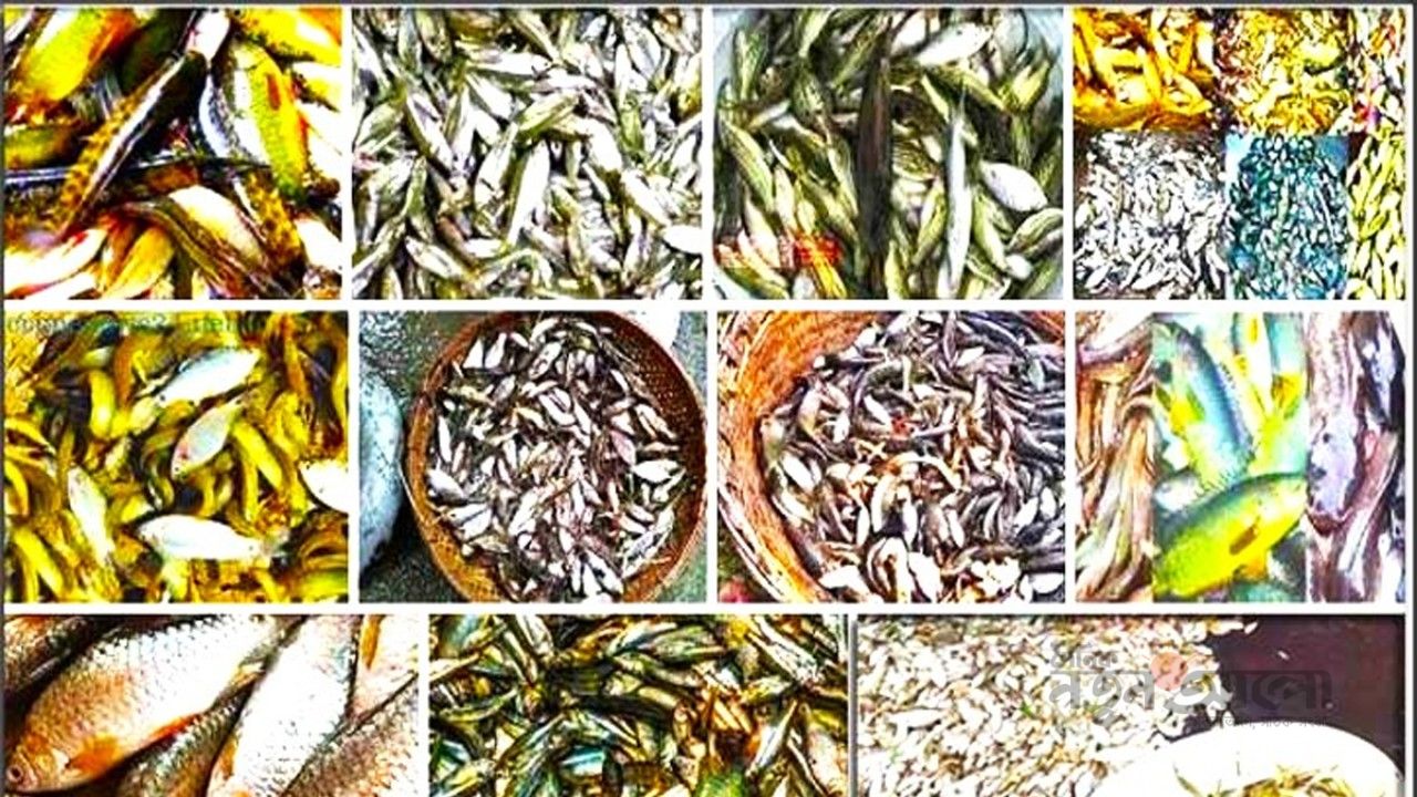 বিলুপ্তির মুখে দেশি মাছ: প্রয়োজন সমন্বিত রাষ্ট্রীয় ও সামাজিক উদ্যোগ