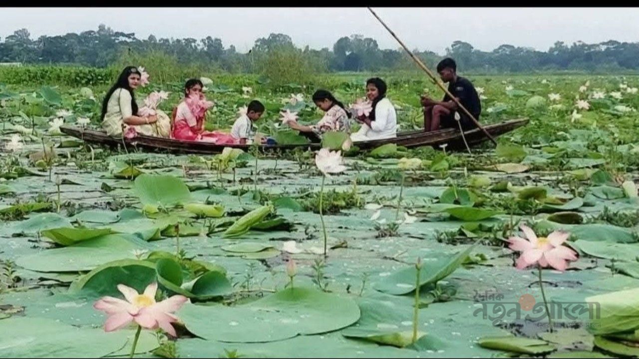 শরতের স্নিগ্ধতায় গোলাপি ক্যানভাস: মুকসুদপুরের কমলাপুর পদ্মের বিল