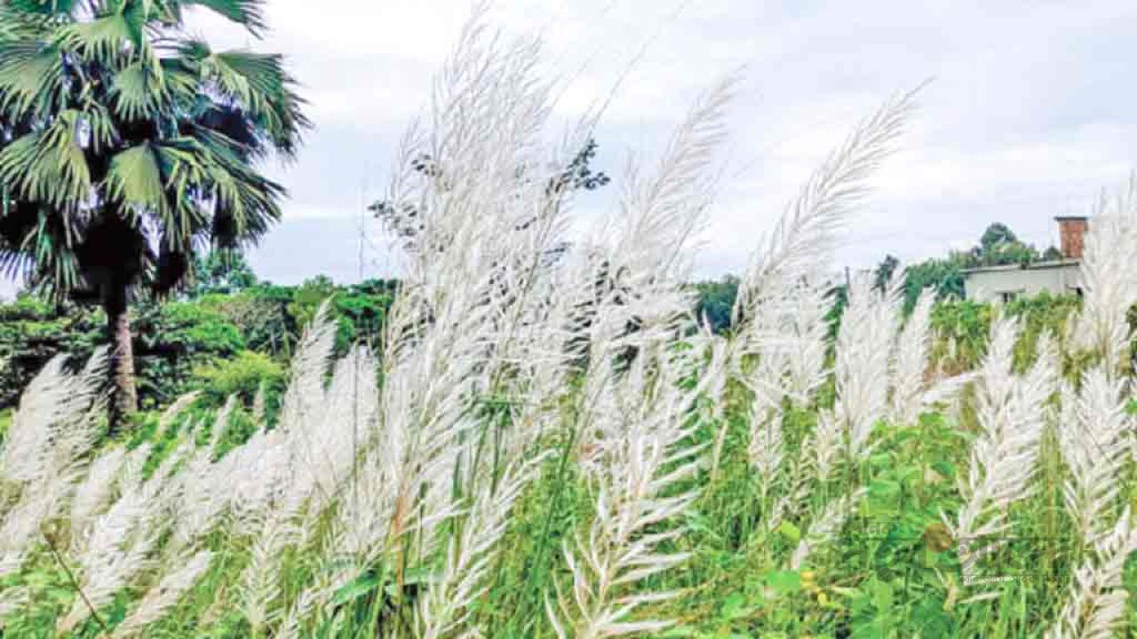 চবি ক্যাম্পাসের লাল মাটির বুকে সাদা কাশফুলের মেলা, শরতের রূপে মুগ্ধ শিক্ষার্থীরা