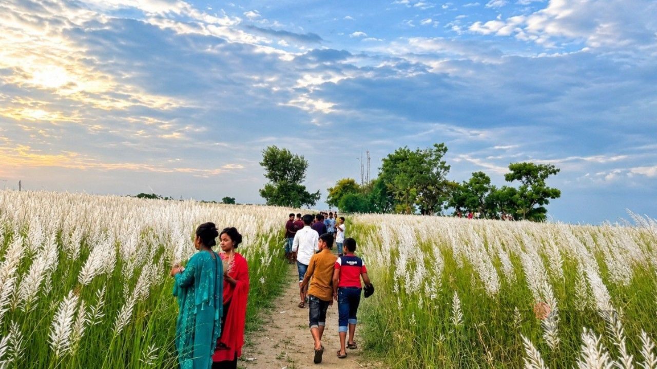 কাশফুলের টানে পদ্মার চরে: একদিনের ভ্রমণ গাইড ও সতর্কতা
