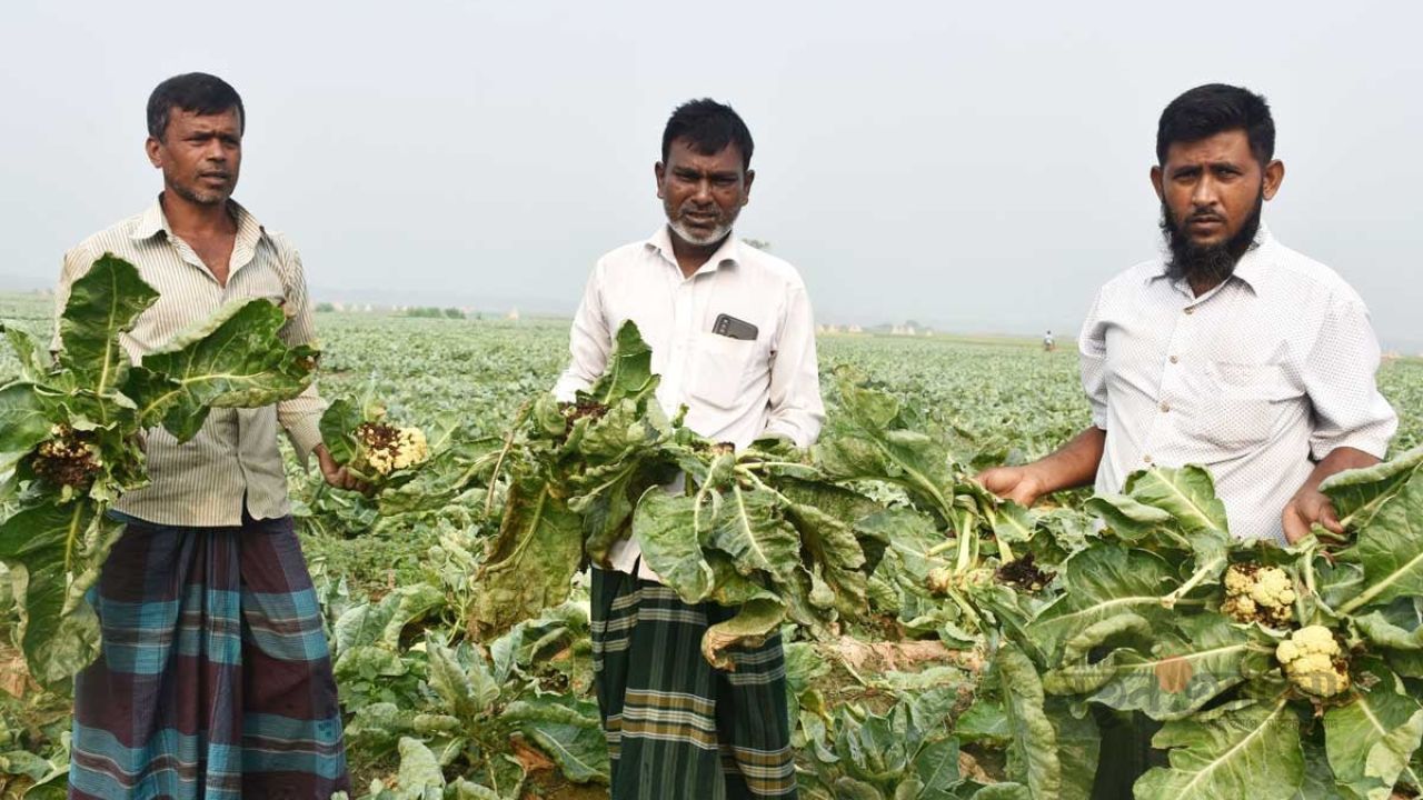 বালিয়াকান্দিতে আগাম ফুলকপিতে ভয়াবহ পচন রোগ, মারাত্মক ক্ষতির মুখে চাষিরা