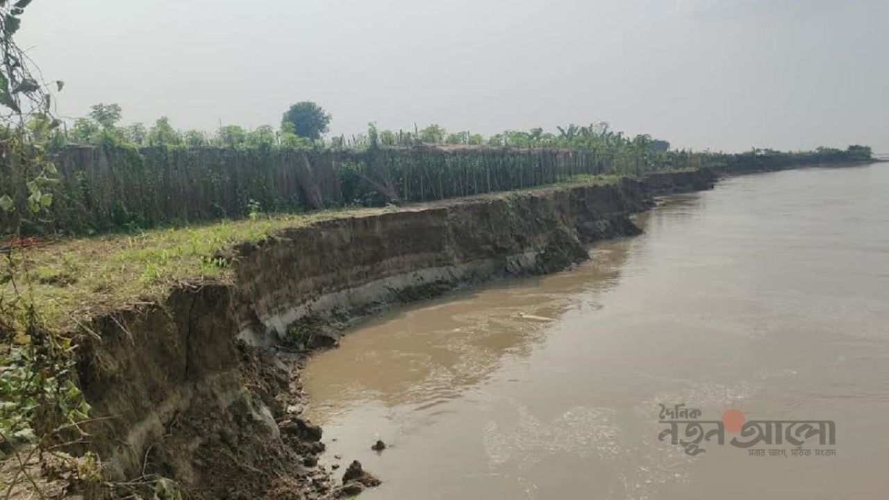 কুষ্টিয়ার ভেড়ামারায় পদ্মায় দ্বিতীয় দফায় ভয়াবহ ভাঙন: বিলীন ৫০০ বিঘা আবাদি জমি