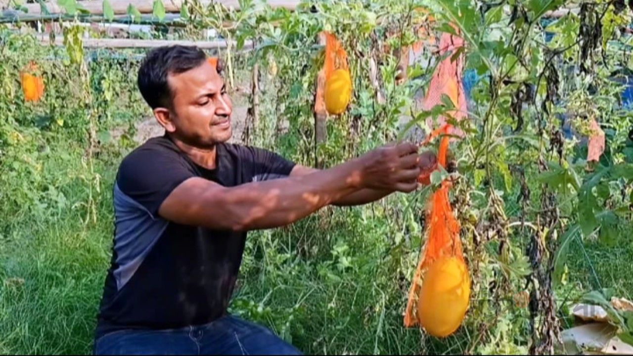মাচায় বাহারি রঙের তরমুজ চাষে সফল মাগুরার হাসানুর