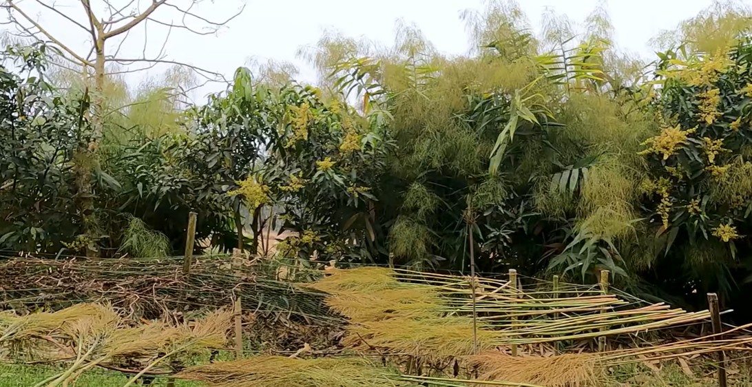 মধুপুরের শালবনে গারোদের বৈচিত্র্যময় জীবন ও ঐতিহ্যের গল্প