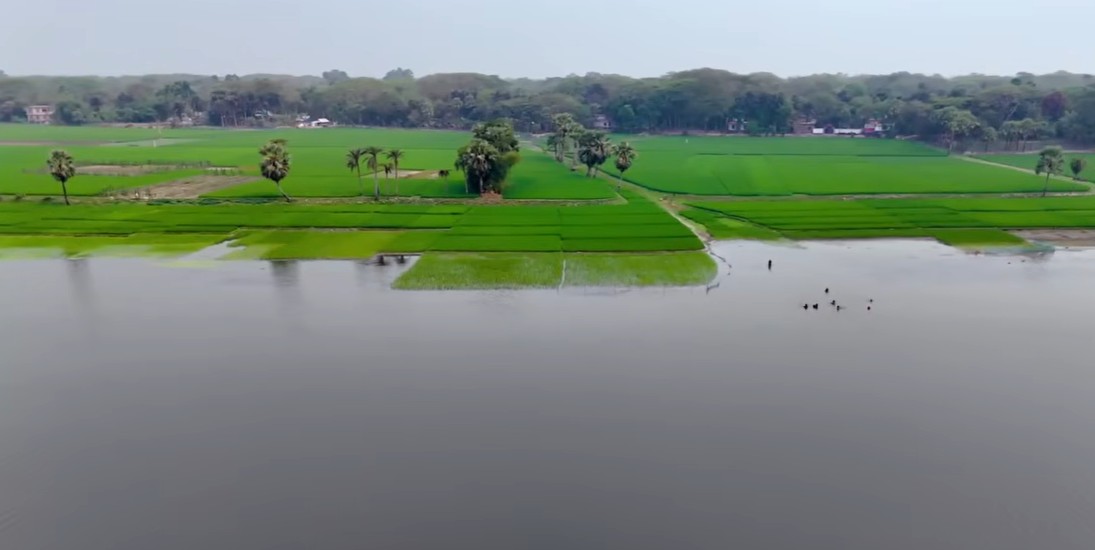 জলের বুকে জীবনের স্পন্দন: যশোরের মণিরামপুরে মায়াবী-ঝাঁপা বাওড়