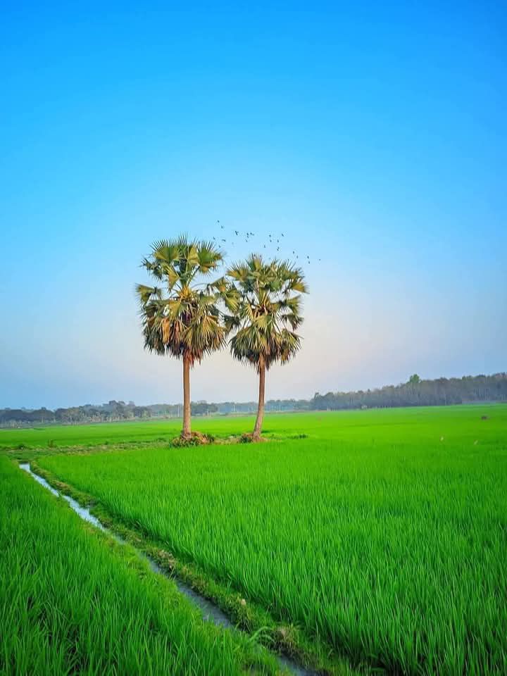 তালগাছ: বাংলার ঐতিহ্যের দীর্ঘদেহী প্রহরী